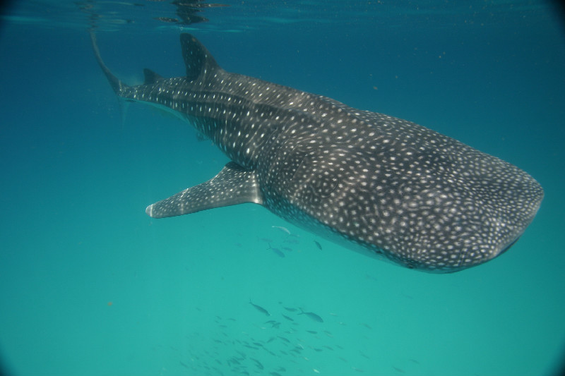 Make sure you the Whale Shark tour in the Riviera Maya